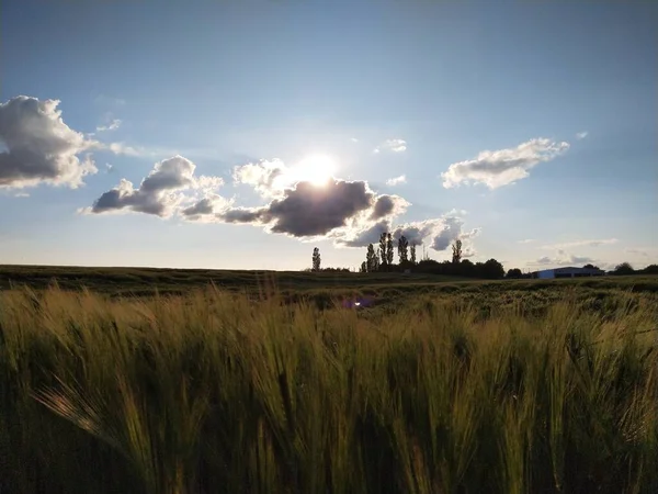 Landschaft Mit Einer Windmühle — Stockfoto