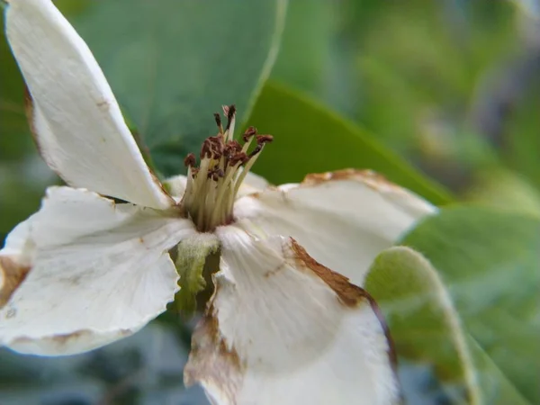 wasp on a flower