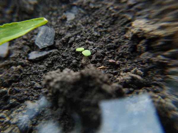 Sprout Growing Soil — Stock Photo, Image