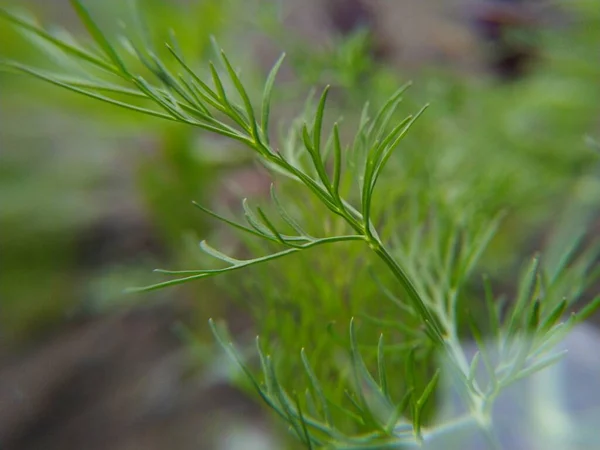 Close Grass — Stock Photo, Image