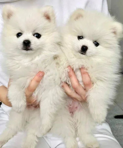 Bello Cucciolo Pomerania Bianco — Foto Stock