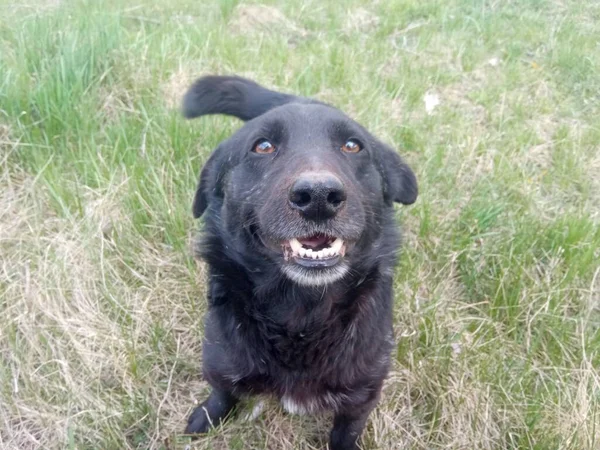 Siyah labrador av köpeği.