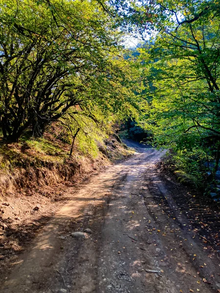 拥有美丽稻田 森林和道路的热带农村景观 — 图库照片