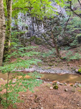 Güzel pirinç tarlaları, orman ve yolları olan tropik kırsal bölge.