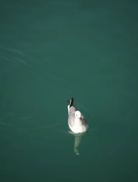 Gull Prende Una Nuotata Veloce Acque Profonde — Foto Stock