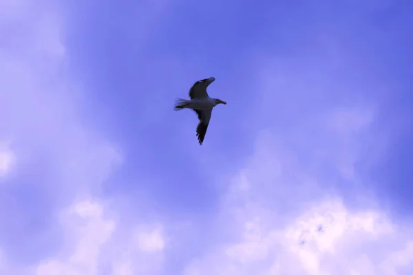 Bird Flight Cloudy Day — Stock Photo, Image