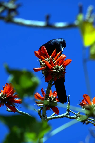 Vogel Sitzt Mit Blumen Auf Ast — Stockfoto