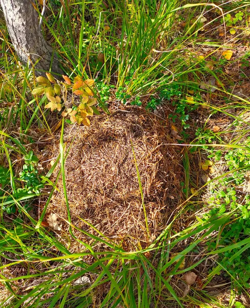 俄罗斯秋天森林里的一个小蚁丘 — 图库照片