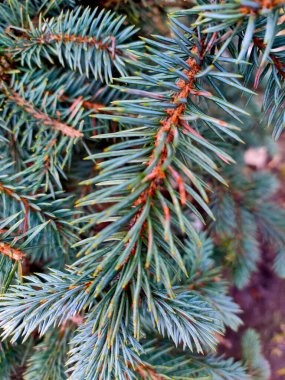 Mavi ladin dalları, güzel dikenli doku.