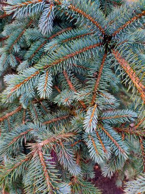 Mavi ladin dalları, güzel dikenli doku.