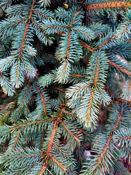 Modré Smrkové Větve Nádherná Pichlavá Textura — Stock fotografie