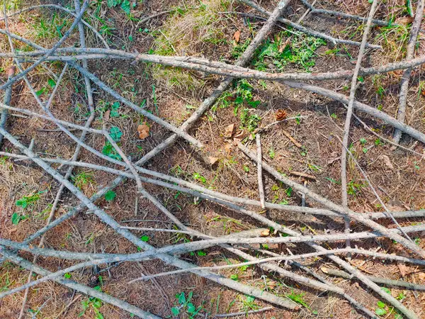 Zlomené Větve Jarním Lese — Stock fotografie