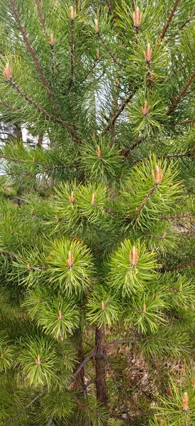 Green Spring Texture Young Pine Needles — Stock Photo, Image