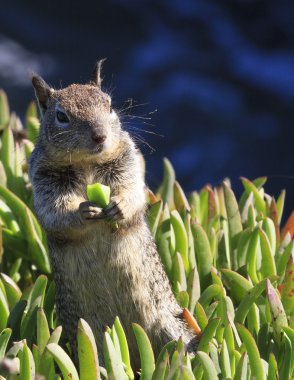 Vahşi doğada yemek sincap dikey görüntü kadar kapatın