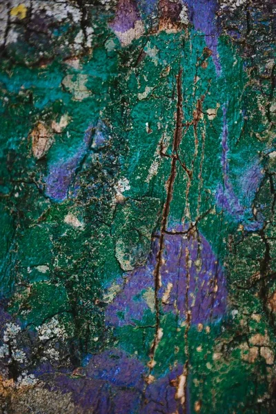 Tree Trunk Details Texture Bark Oak Green Blue Colors — Stock Photo, Image