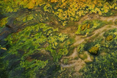 Yeşil yosun - araştırma konsepti. Yemek konsepti. soyut kavram.