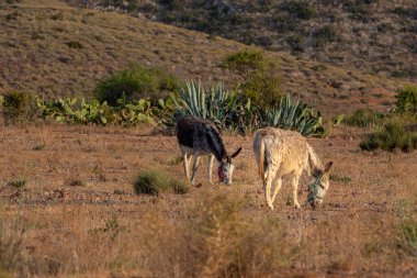 Tarlada otlayan iki eşektir.