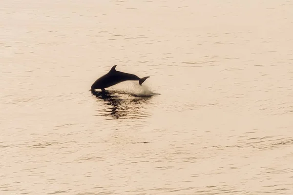 Flasknosdelfin Hoppar Upp Vattnet — Stockfoto