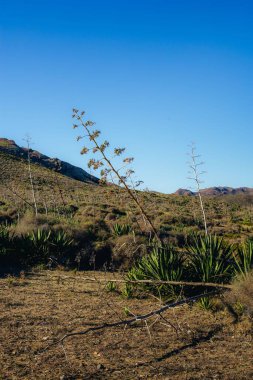 Cabo de Gata 'da gökyüzüne karşı pitas manzarası