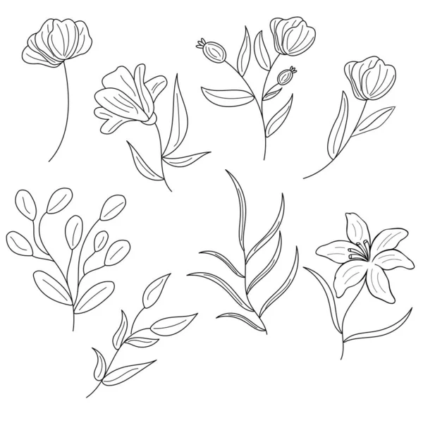 Bosquejo Botánico Minimalista Flor Dibujada Mano Hoja Línea Delgada Diseño — Vector de stock