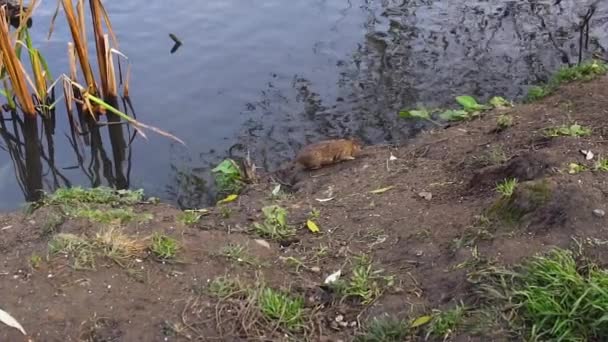 Muis op het water dicht bij eenden op de vijver. Natuurriet, besnorde dieren eten granen en lopen ondergronds weg, een prachtig stuwmeer, overdag zonnig groen. — Stockvideo