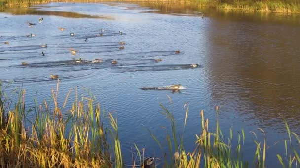 Los patos vuelan hacia el lago, con cañas aterrizando en el agua. Naturaleza soleada, hermosa, otoño — Vídeos de Stock