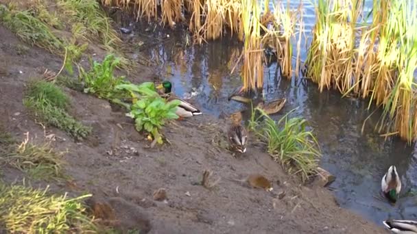 Muis op het water bij de eenden aan. Natuurriet gras, ratten eten brood en rennen ondergronds weg, een prachtig stuwmeer, Zonnig groen overdag. — Stockvideo