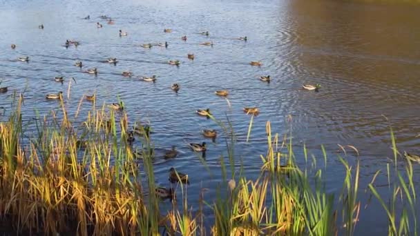 Ratón en el agua cerca patos en. Cañas de la naturaleza, ratones de campo comen grano y corren bajo tierra, un hermoso embalse, verde soleado durante el día. — Vídeos de Stock