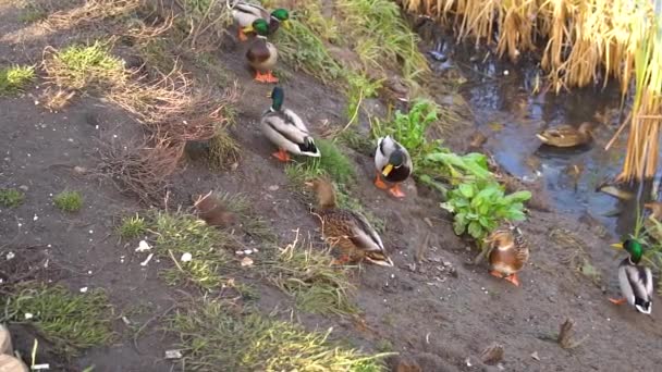 Ratón en el agua cerca de patos en el lago. Cañas de la naturaleza, ratones de campo comer pan y huir bajo tierra, un hermoso embalse, verde soleado durante el día. — Vídeos de Stock