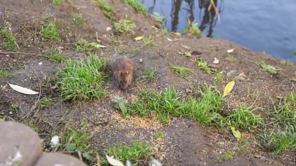 Ποντίκι στο νερό κοντά στις πάπιες στη λίμνη. Η φύση καλάμια, ποντίκια τομέα τρώνε σιτηρά και να τρέξει υπόγεια, μια όμορφη δεξαμενή, Ηλιόλουστη πράσινο κατά τη διάρκεια της ημέρας. — Αρχείο Βίντεο