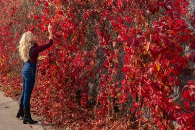 Sanatçı, kırmızı akçaağaç yapraklarını mavi kot pantolon ve bordo bir kazakla yağlı boyalı bir duvarın üzerine boyuyor. Sevimli bir gülümseme Webinar aktivite konseptiyle
