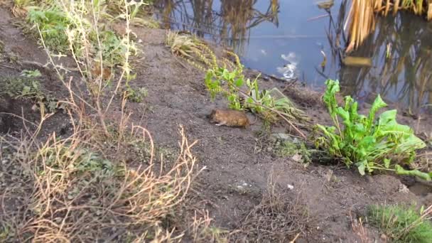 Ratón en el suelo cerca de patos en el lago. La naturaleza caña hierba, ratones de campo comer granos y huir bajo tierra, un hermoso embalse, verde soleado durante el día. — Vídeos de Stock