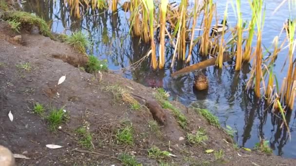 Ratón en el suelo cerca de los patos en el estanque. La naturaleza caña hierba, ratones de campo comer pan y correr bajo tierra, un hermoso embalse, verde soleado durante el día. — Vídeos de Stock