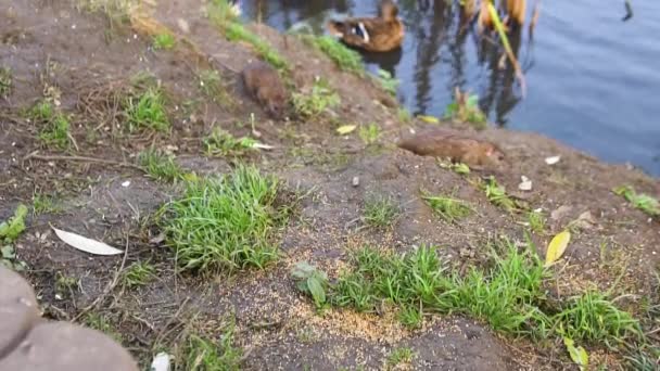 Ratón en el agua cerca de patos en el estanque. Cañas de la naturaleza, ratones de campo comen y corren bajo tierra, un hermoso embalse, verde soleado durante el día. — Vídeos de Stock