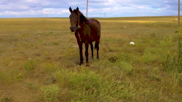 Das Pferd geht auf dem Gras, braun auf dem blauen Hintergrund der Wolken im Sommer grast und frisst grasgrün — Stockvideo