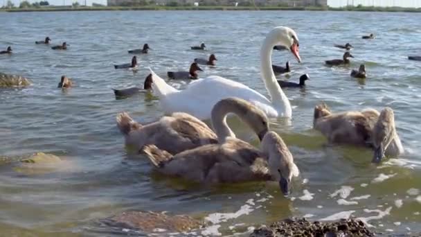Cisnes comem com as mãos na água no verão cinza e branco no céu azul — Vídeo de Stock