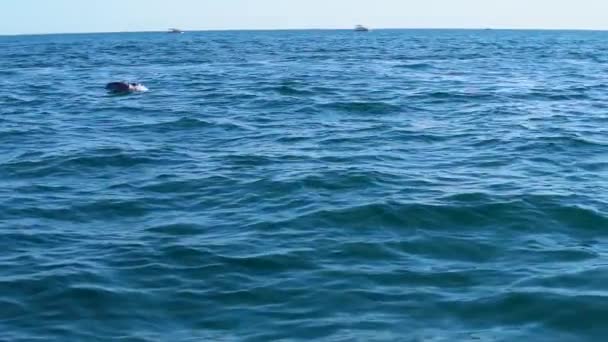 Delfín negro por el mar flota, a lo largo del barco en el verano soleado — Vídeos de Stock