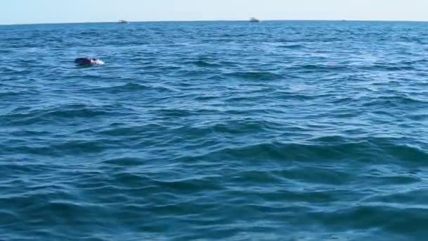 海ストック動画 ロイヤリティフリー海動画 Depositphotos