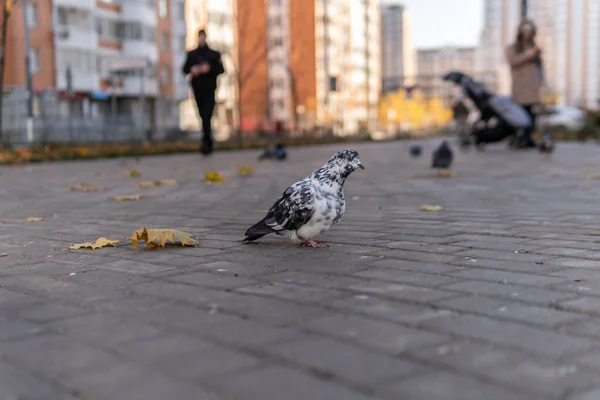 Gołąb jest biały z dziką szarością na placu kostki brukowej, jesienią. Wokół domu jest mnóstwo ptaków.. — Zdjęcie stockowe