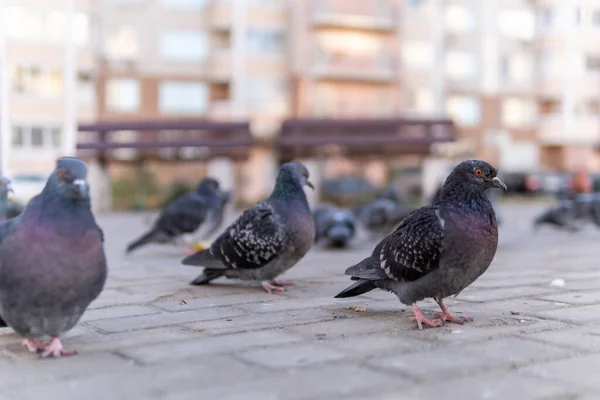 Dove gray with gray flying in a park of paving stones,. All around, a flock of birds. — Stock Photo, Image