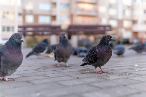 Duif wit met grijze kleur is helder op de weg van straatstenen, in de zomer. Er lopen veel vogels rond.. — Stockfoto