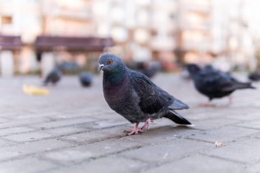 Gri renkli bir güvercin, sonbaharda asfalt meydanında uçan bir güvercindir. Evin etrafında çok kuş var..