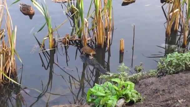 Rato no chão perto de patos. Reeds natureza, camundongos de campo comer grãos e correr no subsolo, um belo reservatório, verde ensolarado durante o dia. — Vídeo de Stock