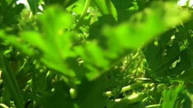 Havuçlar hasat çiftliğinde yetişir, organik tarlalarda, açık havada, kırsal alanda. Agronomi verimli renk üretir.