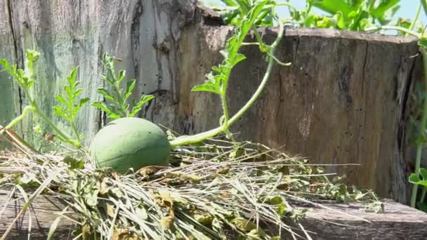Вирощує кавун на невеликому пні здоровий урожай кавуна, садівництво стиглої свіжої рослини, літня азіатка. дрібниці натуральні, збирають продовольчий майданчик органічно харчування сільське господарство органічне — стокове відео