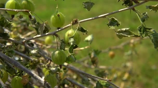 Stachelbeere organisch grün, Futtergarten, Baum weiß. Gemahlener Salat, roher Saft als Dessert — Stockvideo