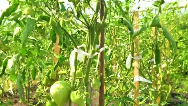 Bahçe yeşili domatesler domates hasadı tarım tarım, sebze. Tarım sulu, vejetaryen yapraklar. — Stok video