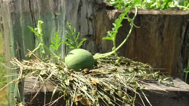 Kleine Wassermelone wächst Wassermelone, Garten angebaut frische Szene Antioxidans, Bauernhof. Citrullus saftig, gemahlen aus kontrolliert biologischem Anbau — Stockvideo