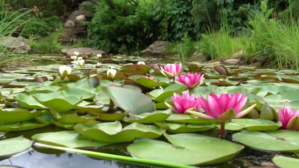 Bloom Lake Lily Su Nilüferleri arka planda Pediatri Amca İlkbahar, açık havada Lotus Erdemi terk eder — Stok video