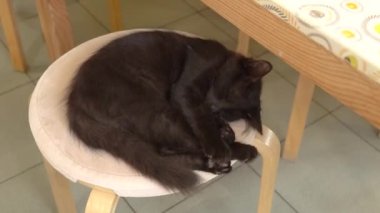 Mutfakta uyuyan bir sandalyede uyuyan siyah kedi. Genç bir omurgalı, yeşil temizlik yapıyor. Evde, ağlarken.